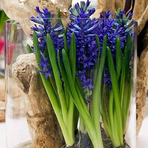 Hyacinth Blue Jacket, Hyacinth 'Blue Jacket', Dutch Hyacinth, Hyacinthus Orientalis, Common Hyacinth, Spring Bulbs, Spring Flowers, blue hyacinth, blue flowers